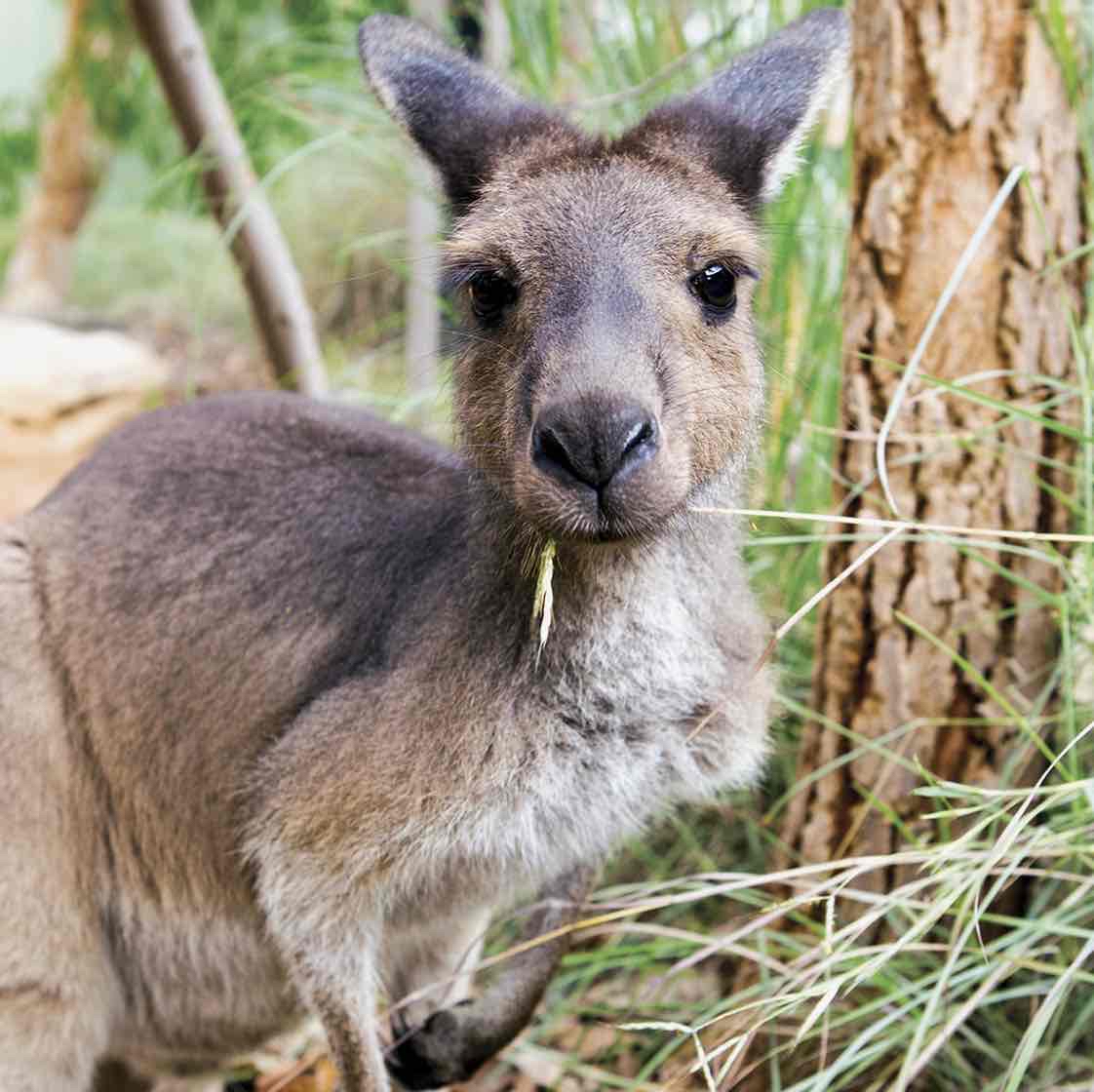 Cameo profile picture for @kangaroo