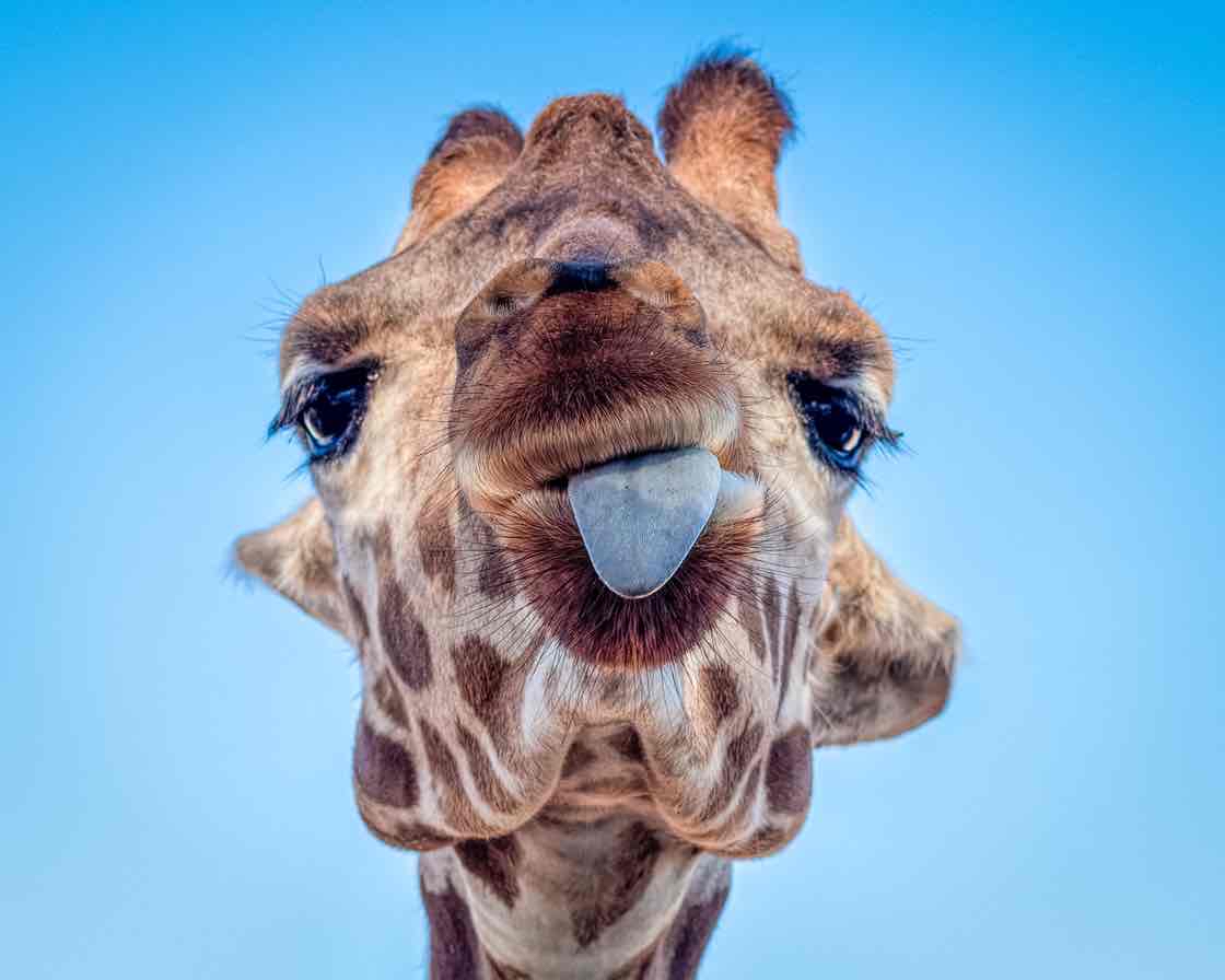 Cameo profile picture for @giraffe