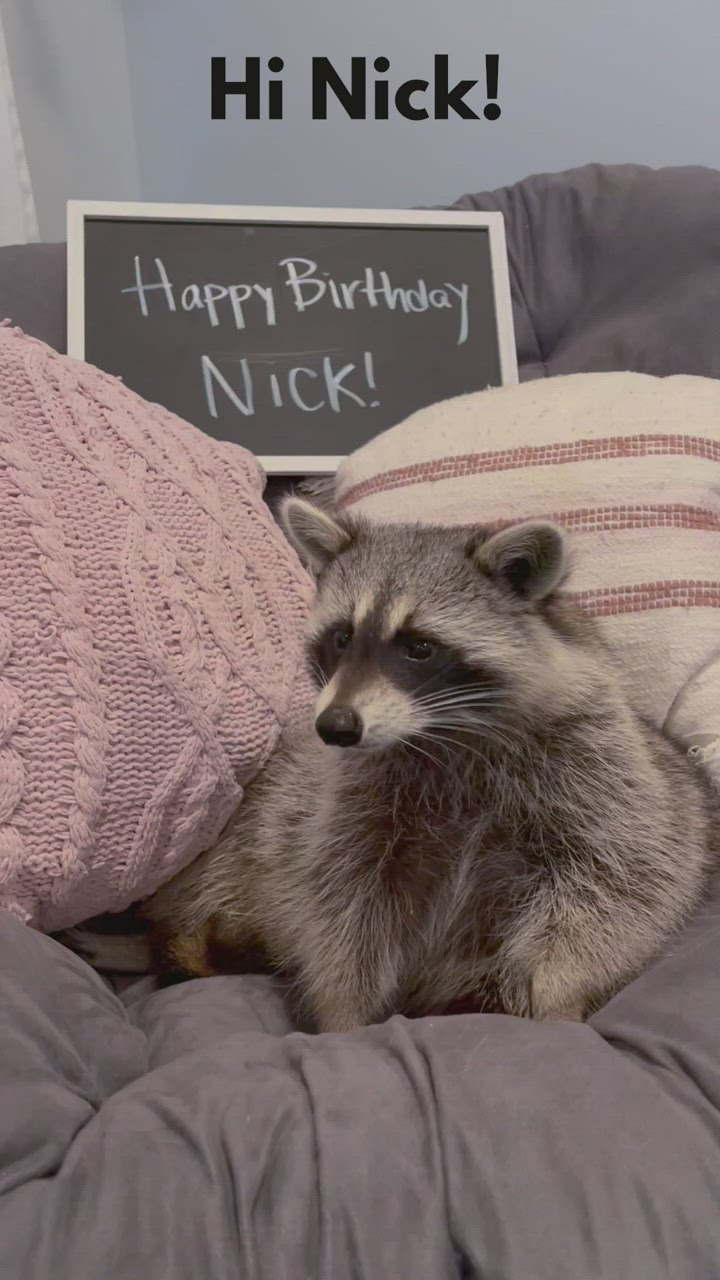 Tito The Raccoon for Nick Troy | Cameo
