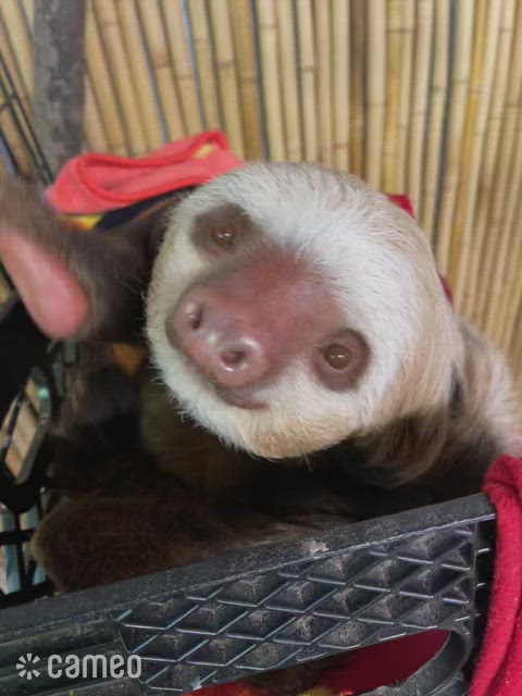 Dunkin the Two Toed Sloth for Lisa | Cameo